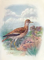 Stone-Curlew, Norfolk Plover eller Thick-Knee - OEdicnemus scolopax, c1910, 1910