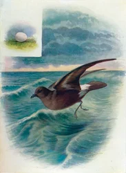 Stormpetrel - Procellaria pelagica, c1910, 1910