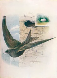 Swift - Cypselus apus, c1910, 1910