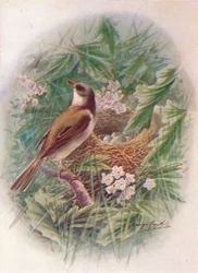 Whitethroat - Sylvia cinerea, c1910, 1910
