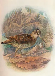 Morkulla - Scolopax rusticula, omkring 1910, 1910
