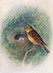 Gul-hammare eller gul-sparvar - Emberiza citrinella, c1910, 1910