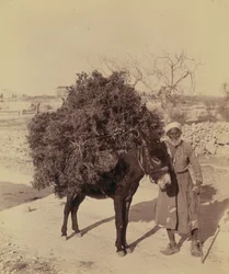 Åsna som bär last med rötter och kvistar för bränsle, Palestina, ca 1900 (foto))