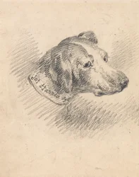 Head of a Hund