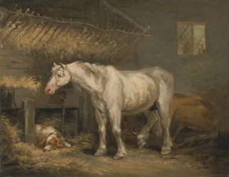 Gamla hästar med en hund i ett stall