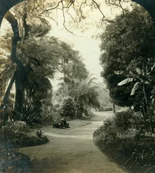 Pathway i Queens Park, Brisbane, Australien, c1909.