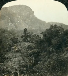 Tropisk vegetation i Barron River Gorge,...Cairns, Queensland, Australien, c1909.