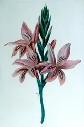 Glaieul Gladioli, 1800-talet.