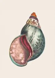 Agatbulla