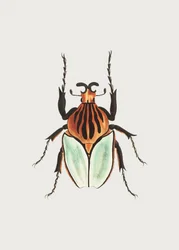 Hövding Beetle