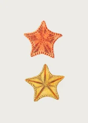 Den utskurna Asterias