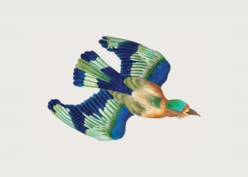 Ceylonese Roller