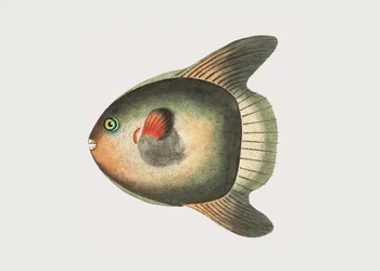 Kort solfisk