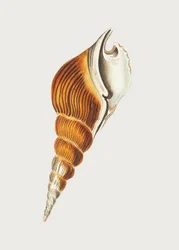 Strombus-spindel
