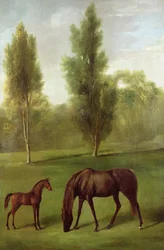 A Chestnut Mare and Fal in a Wooded Landscape, c.1761-63 (olja på duk)