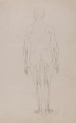 En jämförande anatomisk framställning av människokroppens struktur med en tiger och en vanlig höna: Människofigur, bakifrån (Ytterligare studie för tabell XII)