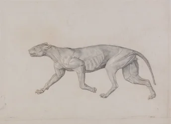 En jämförande anatomisk framställning av människokroppens struktur med tigerns och en vanlig hönas:  Leopardkropp, vy från sidan