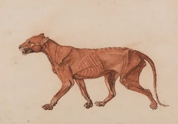 En jämförande anatomisk framställning av människokroppens struktur med tigerns och en vanlig hönas: Tigerkropp, vy från sidan