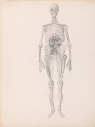 En jämförande anatomisk framställning av människokroppens struktur jämfört med en tiger och en vanlig höna:  Människofigur, vy framifrån (Färdig studie av dissektionens slutskede)