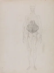 En jämförande anatomisk framställning av människokroppens struktur jämfört med en tiger och en vanlig höna: Människofigur, vy framifrån (i stort sett i kontur)