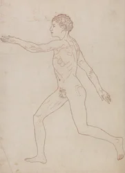 En jämförande anatomisk framställning av människokroppens struktur med en tiger och en vanlig höna: Människofigur, vy från sidan (översiktsstudie på baksidan av tabell VIII)