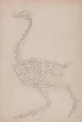 En jämförande anatomisk framställning av människokroppens struktur med den hos en tiger och en vanlig höna: Fowl Skeleton, Lateral View (Förmodligen grundläggande studie av proportionerna hos fågelskelettet som används för andra teckningar)