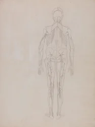 En jämförande anatomisk framställning av människokroppens struktur med tigerns och den vanliga fågelns: Human Figure, Posterior View (Översiktsteckning för nyckelfiguren på en opublicerad plansch)