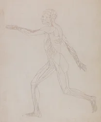 En jämförande anatomisk framställning av människokroppens struktur med tigerns och den vanliga fågelns: Human Figure, Lateral View (Relaterad till tabell XIII, detaljerad studie av blodkärlen som försörjer musklerna)