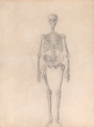 En jämförande anatomisk framställning av människokroppens struktur med den hos en tiger och en vanlig fågel: Människans skelett, framifrån sett (Färdig studie för tabell I)