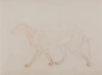 En jämförande anatomisk framställning av människokroppens struktur med tigerns och en vanlig hönas: Tigerkropp, sidovy (visar det tredje steget i dissektionen)