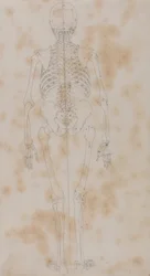 En jämförande anatomisk framställning av människokroppens struktur med den hos en tiger och en vanlig höna: Human Skeleton, Posterior View (Kanske den första av studierna av skelettet)