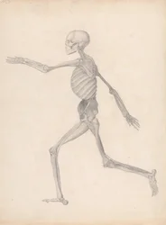 En jämförande anatomisk framställning av människokroppens struktur med tigerns och den vanliga fågelns: Human Figure, Lateral View (Färdig studie för en opublicerad tabell, som representerar det sista steget i dissektionen)