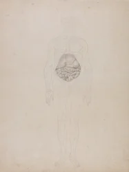 En jämförande anatomisk framställning av människokroppens struktur jämfört med en tiger och en vanlig höna: Människofigur, vy framifrån (konturteckning)
