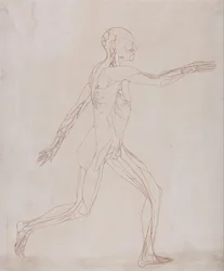 En jämförande anatomisk framställning av människokroppens struktur med en tiger och en vanlig höna: Människofigur, vy från sidan (Förberedd för överföring till plattan av nyckelfiguren till tabell XIII)