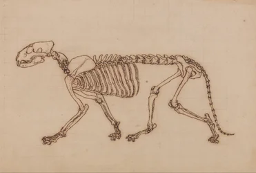 En jämförande anatomisk framställning av människokroppens struktur med tigerns och en vanlig hönas: Tigerskelett, vy från sidan