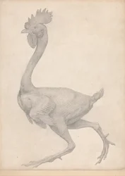 En jämförande anatomisk framställning av människokroppens struktur med tigerns och en vanlig hönas: Höns, sidovy med de flesta fjädrarna borttagna (Färdig studie för bord X)
