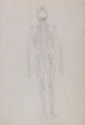 En jämförande anatomisk framställning av människokroppens struktur med tigerns och den vanliga fågelns: Human Figure, Posterior View (Översiktsritning för en nyckelfigur som visar slutskedet av dissektionen)