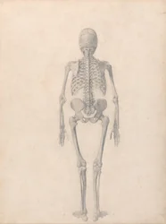 En jämförande anatomisk framställning av människokroppens struktur jämfört med en tiger och en vanlig fågel: Människans skelett, bakifrån (Färdig studie för tabell II)