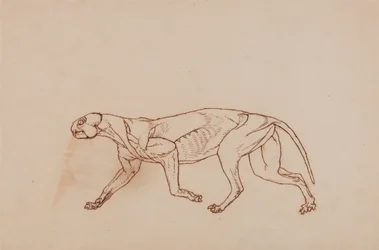 En jämförande anatomisk framställning av människokroppens struktur med tigerns och en vanlig hönas:  Leopardkropp, vy från sidan (senare stadium i dissektionen, ytlig bindväv och öron avlägsnade)