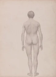 En jämförande anatomisk framställning av människokroppens struktur jämfört med tigerns och den vanliga fågelns: Människofigur, bakifrån, ograverad (Färdig studie för tabell VII)