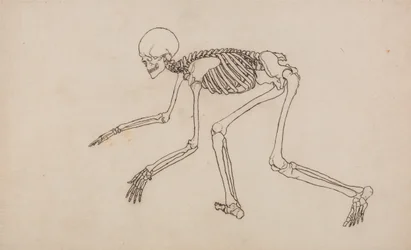 En jämförande anatomisk framställning av människokroppens struktur med tigerns och den vanliga fågelns: Människans skelett, vy från sidan