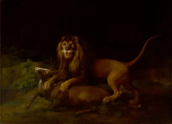 Ett lejon attackerar en hjort