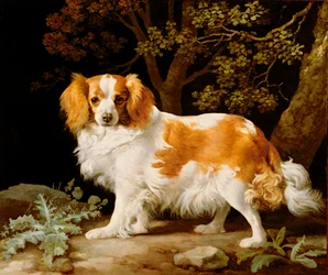 En lever och vit King Charles Spaniel i ett skogslandskap