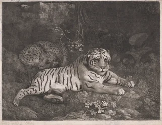 En tiger och en sovande leopard