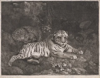 En tiger och en sovande leopard