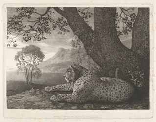 En tiger (en liggande leopard vid ett träd)