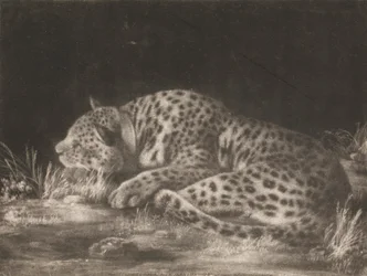 En Tyger (sovande leopard)
