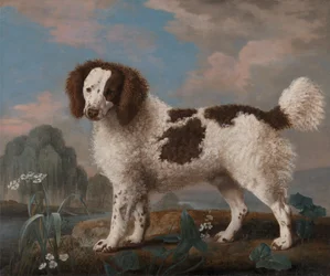 Brun och vit Norfolk eller Water Spaniel