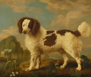 Brun och vit Norfolk eller vattenspaniel