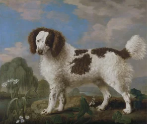 Brun och vit Norfolk eller vattenspaniel